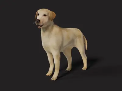 Labrador Dog Rigged with optional Fur  Low-poly 3D model
