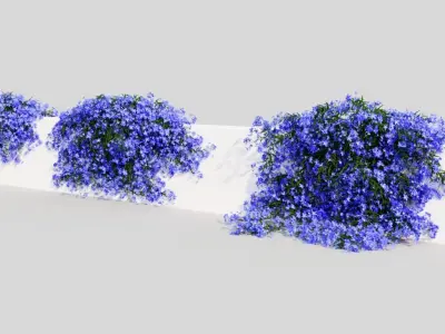 Lobelia erinus b 3D model