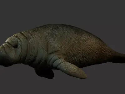 Manatee - Peixe-boi Low-poly 3D model