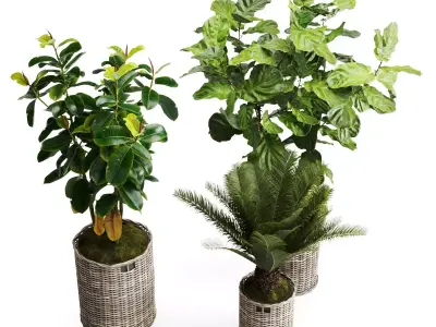 Tropical Plants in Wicker Baskets 3D model