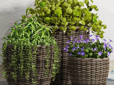 Decorative plant set-45 3D model