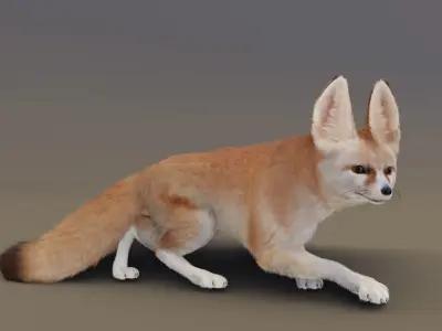 Fennec Fox Animated 3D model