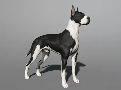 Great Dane Real-Time Low-poly 3D model