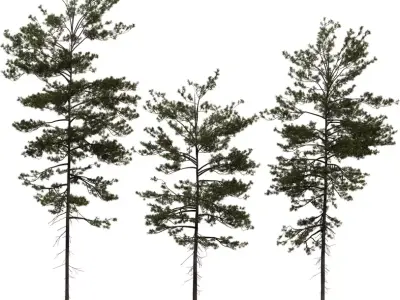 Tall Pine Tree 3D Model Pack  Low-poly 3D model
