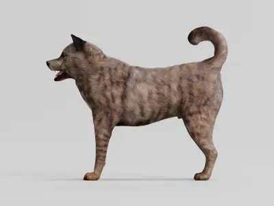 Kai Ken Tora Inu Dog Breed 3D model