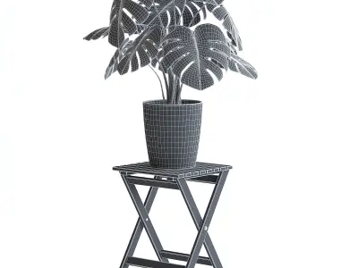 Monstera Plant 3D model