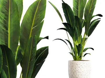 intdoor plants set 01 3D model