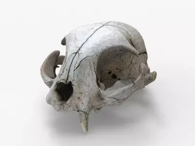 Real Cat Skull Scan Low-poly 3D model