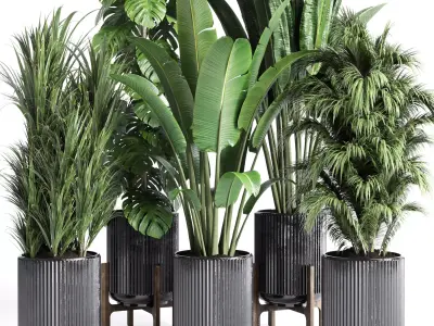 indoor plant 201 ravenala ficus rubbery monstera concrete dirt Low-poly 3D model