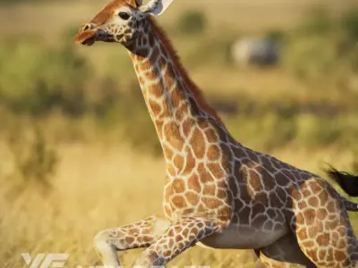 Young Giraffe  VFX Grace 3D model