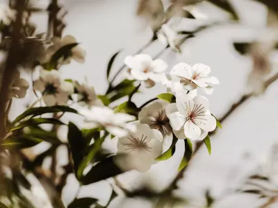 decorative set 143 3D model