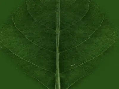 table dining room and chairs 3D model