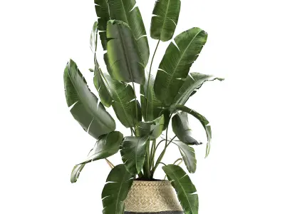 Plants tree in rattan basket for the interior 860 3D model