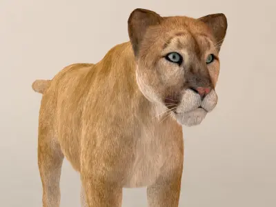 Puma Fur Model 3D model