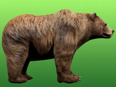 Grizzly Bear Rig 3D model