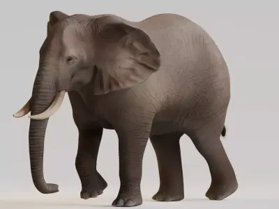 Realistic Animals Savannah - African Elephant Low-poly 3D model