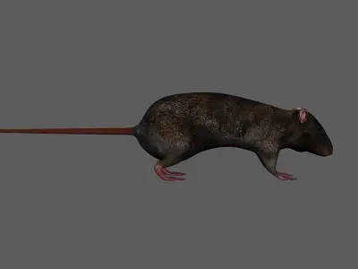 3D Realistic Rat Model with RIG 3D model