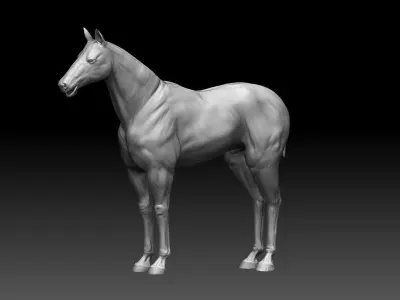 Horse Realistic Zbrush 3D model base mesh 3D model