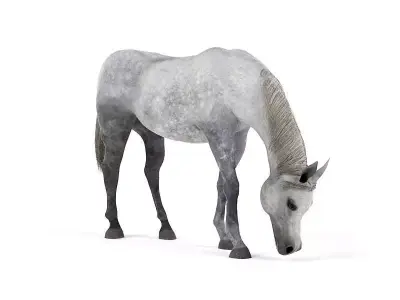 White Grazing Horse 3D model