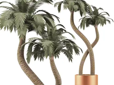 Plants Collection 135 Palm 3D model