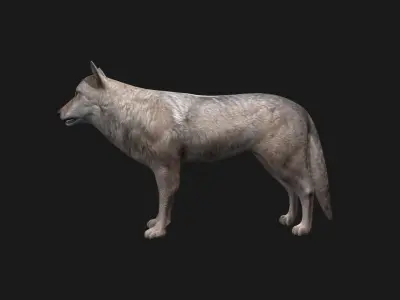 Wolf Game Model Low-poly 3D model