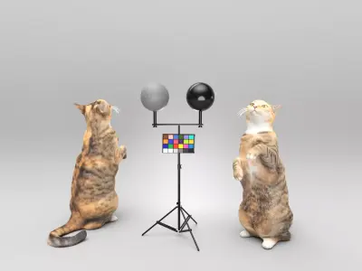 Playful cat 41 Low-poly 3D model