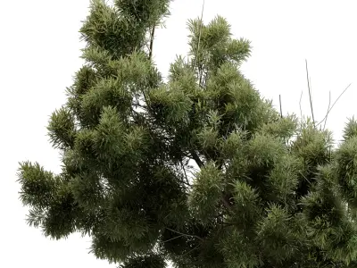 Bonsai Tree in a stone pot - Indoor Plant 643 3D model