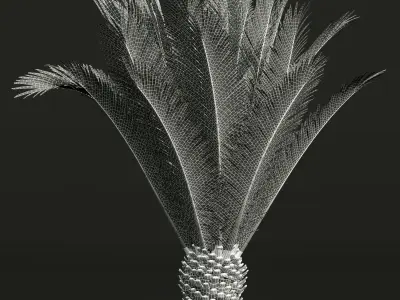 Phoenix Canariensis Decorative Garden Small 3D model