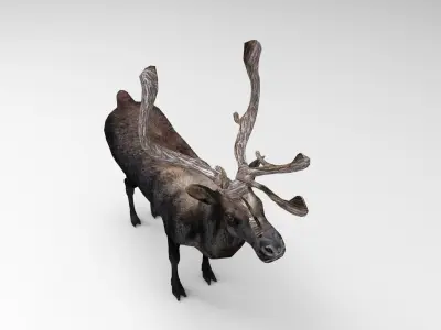 Black Reindeer Rigged  Low-poly 3D model