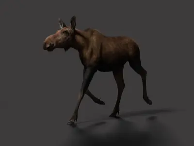 Moose Female Animated VFX Grace 3D model
