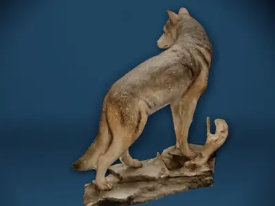 Big Grey Wolf Standing On Rocks Figure Low-poly 3D model