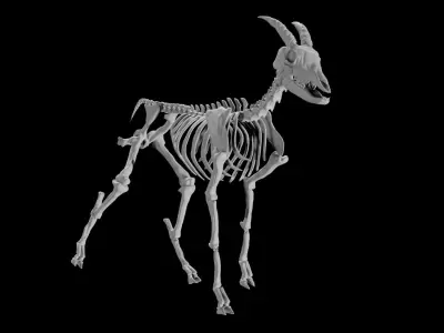 Goat Skeleton Low-poly 3D model