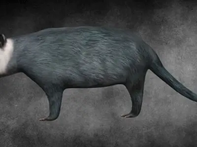 Possum opposum Low-poly 3D model