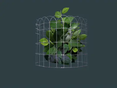 Plant Cage with Bush Low-poly 3D model