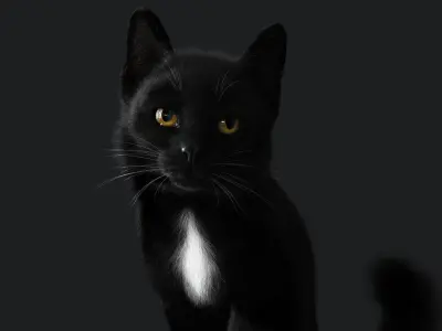 Cat Black RIG YETI version 3D model