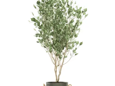 Plants in a black pot for the interior 694 3D model