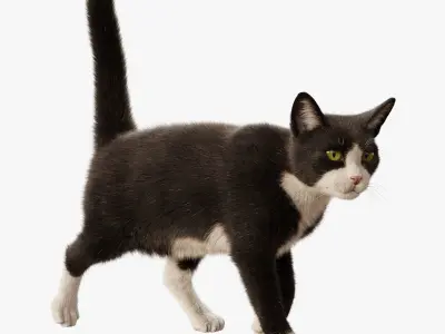  Cat Tuxedo Rigged Animated 3D model