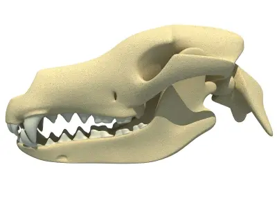 Bones of Dog Skull 3D model
