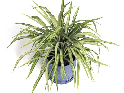 Spider Plant 3D model