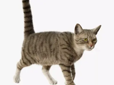 Cat Gray Tabby Rigged Animated 3D model