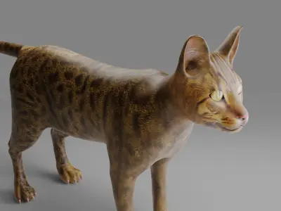 Cat Grey NO Rigged in Blender  Low-poly 3D model
