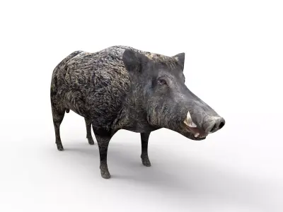 Wild Boar Rigged 3D Low-poly 3D model