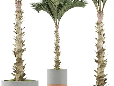 Plants Collection 132 Large Palm 3D model