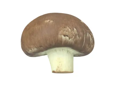 Photorealistic Mushroom 3D Scan 3D model