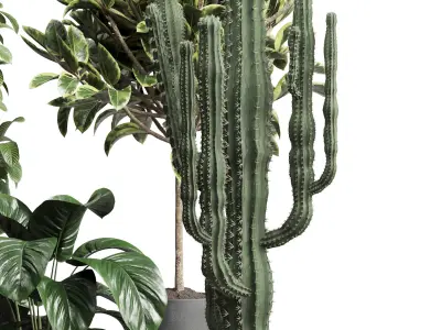  indoor plant 216 ficus rubbery bush cactus concrete vase 3D model