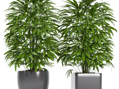 palm plant 147 3D model