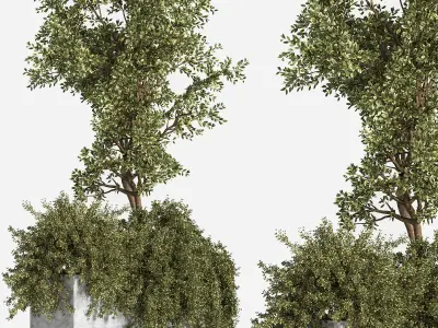 Outdoor Plants tree 06 3D model