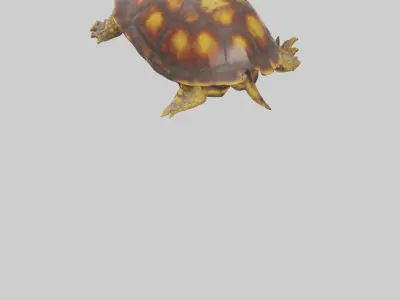 Ornate Box Turtle resting model 3D model