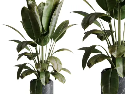 collection  indoor plant