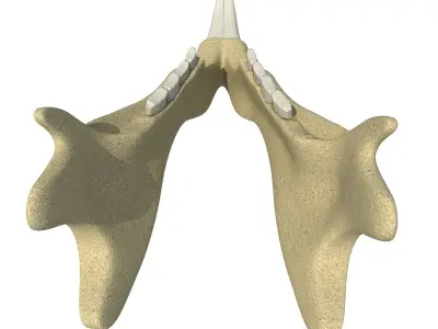 Animal jawbone 3D model